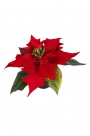 Poinsettia in pot