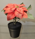 Poinsettia in pot