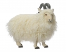 Sheep standing