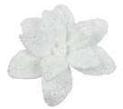 Poinsettia fur