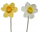 Narcissus spray