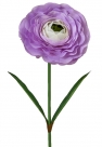Ranunculus xxl