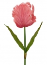 Tulip spray xl