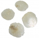Capiz shells