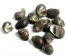 Nerita communis