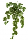 Monstera bush