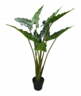 Alocasia sarian