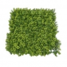 Houttuynia cordata