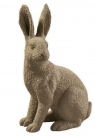 Rabbit sitting