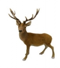 Reindeer