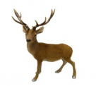 Reindeer