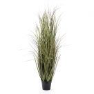 Onion grass in pot