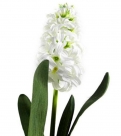 Hyacinth spray