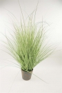 Grass in pot