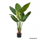 Banana plant
