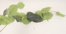 Anthurium hanger