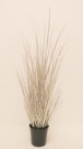 Grass in pot