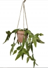 Rhipsalis hanging