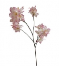 Bougainvillea spray