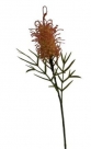 Cirsium protea spray