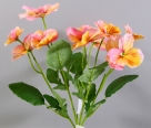 Pansy spray x5