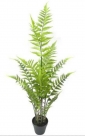 Fern in pot