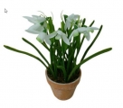 Snowdrop in pot