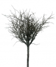 Twig branch
