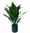 Aspidistra