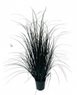 Grass