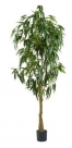 Ficus 744lvs