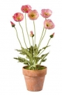 Poppy in pot