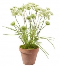 Hemlock in pot