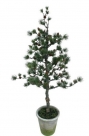 Cedar mini tree