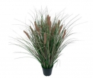 Grass in pot x19