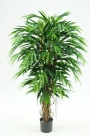 Longifolia lina