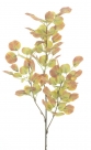 Eucalyptus spray
