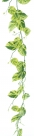 Pothos garland