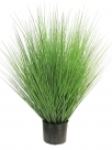 Grass king festuca