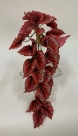 Begonia gina