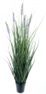 Wild liriope grass