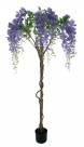 Wisteria tree in pot