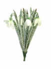 Snowdrop bundle x5