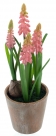 Muscari in pot