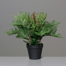 Fern in pot