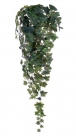 Ivy branch 244lvs