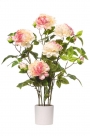 Peonie x5