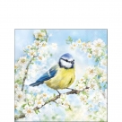 Blossom time