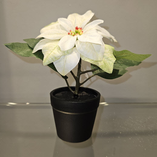 Poinsettia in pot