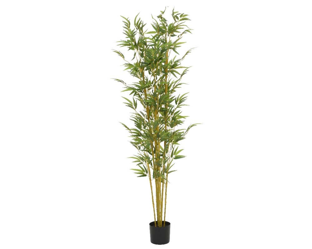 Bamboo in pot